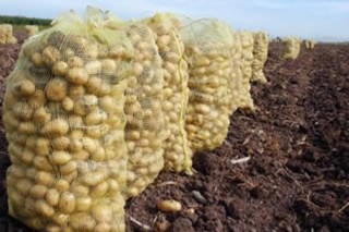 Se inicia la cosecha de patata en A Limia con hasta un 20% menos de producción y mejores precios