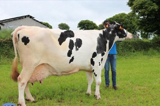 Las Africores de Galicia acuerdan ampliar hasta 20 los controles por lactación