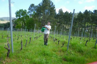 Menos del 2% de los viñedos gallegos están en ecológico o en producción integrada