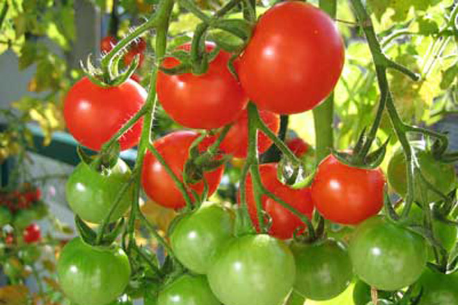 Como plantar semillas de tomate