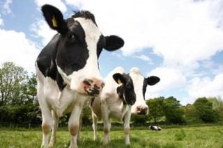 Alimentación de las vacas con leguminosas: leche más sana y con menos costes