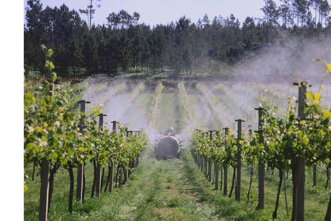 ¿Como afecta el uso de fitosanitarios en el viñedo a la salud de los suelos?