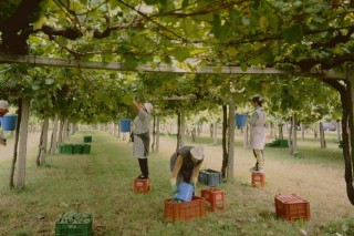 Rías Baixas prevé una vendimia con un 35% más de uva