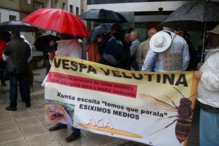 La Asociación Gallega de Apicultura destinará 52.000 euros a combatir la Vespa Velutina