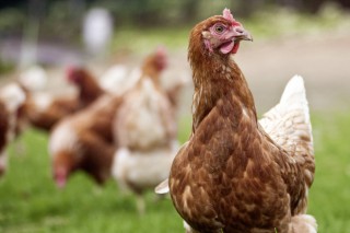 Bruselas sube los precios de referencia para las importaciones de pollo