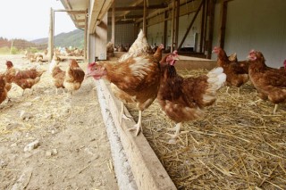 Publicadas las bases zootécnicas para el cálculo de emisiones en porcino y avicultura