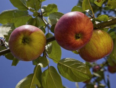 Recomendaciones para el cuidado de los manzanos durante estas semanas