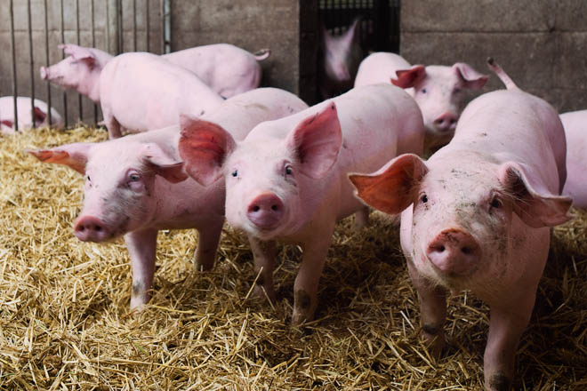 Un proyecto gallego aborda la detección de virus porcinos en granjas a través de análisis del aire