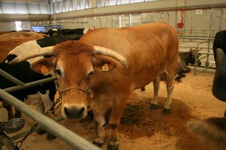 Estabilidad en los precios del ganado en Amio