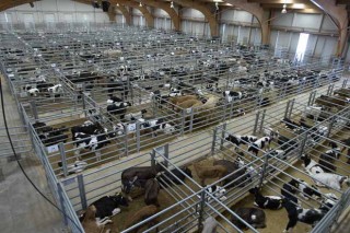 Estabilidad en los precios del ganado vacuno en Silleda y subida del porcino