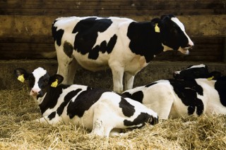 Galicia, en la media europea de precios de la leche