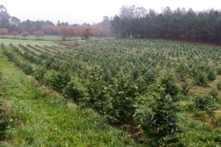 La prohibición de nuevas plantaciones de eucalipto entra en vigor el 3 de julio