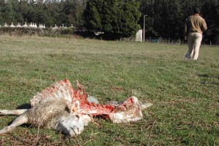 El Consello da Xunta aprueba destinar 360.000 euros para compensar a los ganaderos por los ataques del lobo