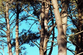 Curso en Vimianzo de gestión integral de pinos