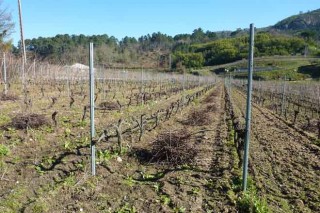 Recomendaciones de la Estación de Areeiro para el cuidado del viñedo y de las frutales en invierno