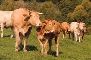 Un estudio aborda los retos del vacuno de carne ante un mercado global