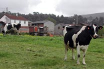 Las organizaciones agrarias estudian movilizaciones por la caída del precio de la leche