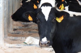 El freno de las entregas de leche en Galicia preocupa en el sector productor