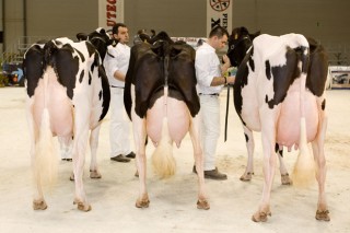 ¿Cuales son las mejores vacas y ganaderías de leche de Galicia?