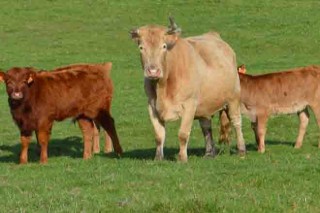 Estabilidad en Amio en los precios de todo el ganado