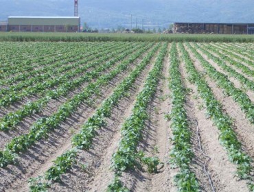 Jornada sobre mejora del cultivo de la patata en Galicia