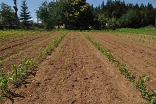 Sipcam presenta un nuevo insecticida de suelo con efecto enraizante para el maíz
