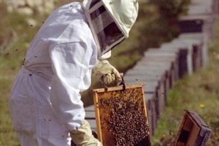 Calendario del apicultor en verano