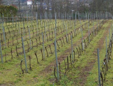 Ayudas para aumentar la competitividad en el sector vitivinícola gallego