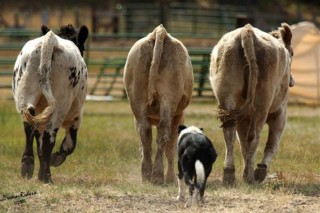 Curso de entrenamiento de perros de pastoreo