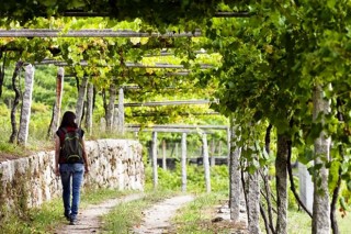 Galicia contará con un plan estratégico y de dinamización territorial de las cinco DO´ s del vino