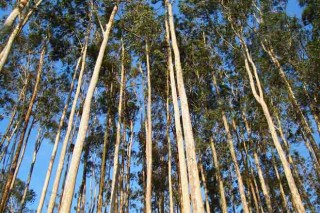 Propietarios forestales de Lourenzá le venderán a Ence 30.000 toneladas de eucalipto
