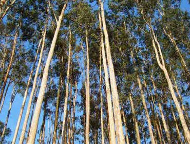 «El laminado de eucalipto globulus se valora en el mercado internacional al nivel de las maderas tropicales»