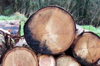 Fomento Forestal venderá a Ence hasta 60.000 toneladas de madera en los próximos 12 meses