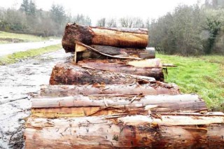El mercado de la madera da pasos para una mayor transparencia