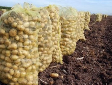 Las últimas innovaciones en el cultivo de la patata estarán presentes en Alimagro, del 1 al 3 de septiembre en Xinzo de Limia