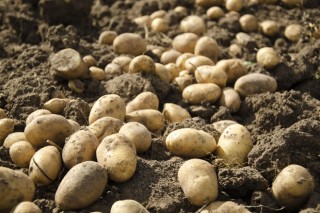 Curso en Xinzo de Limia sobre posibilidades de comercialización de la patata en ecológico