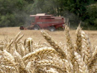 Tormenta perfecta: mala cosecha española de cereales y posible fin del corredor del Mar Negro