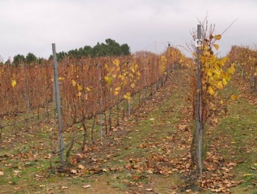 Clase técnica sobre buenas prácticas en la viticultura sostenible