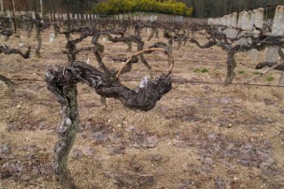 Jornada sobre la normativa para nuevas plantaciones de viñedo