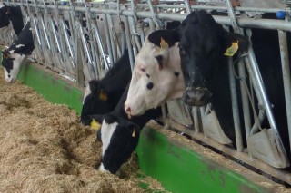 Cuidados de la vaca antes y después del parto