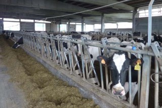 El sector agrario entiende que las ayudas lácteas perjudican a Galicia