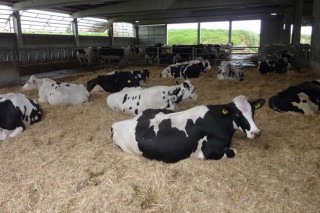 La importancia del secado de las vacas en la rentabilidad de la explotación láctea