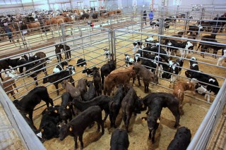 Leve subida en los precios del ganado vacuno en Silleda