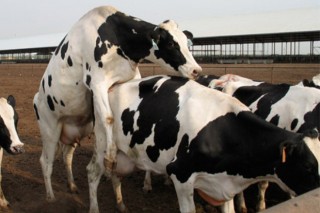 Factores que influyen en la detección de celos en vacas