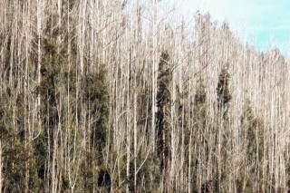 Ence anuncia que reforestará 5.400 hectáreas incendiadas o abandonadas