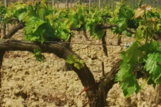 Curso de viticultura organizado por la EVEGA