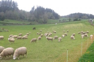 “Las ovejas juegan un papel ambiental que no está reconocido”