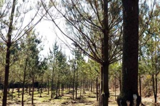 Ayudas para primera forestación de tierras con pinos o frondosas