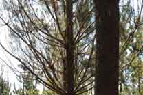 Autorizaciones de talas en el área afectada por el nematodo del pino