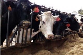 Preocupación en las cooperativas por la pérdida de media docena de contratos con las industrias lácteas